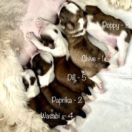 Shih Tzu Puppies from Bay Area Shih Tzu
