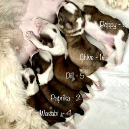 Shih Tzu Puppies from Bay Area Shih Tzu