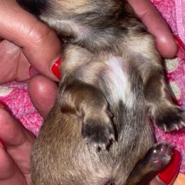 Maltese, Pomeranian, Shih Tzu, and Yorkshire Terrier Puppies from Gibbs Gorgeous Paws LLC