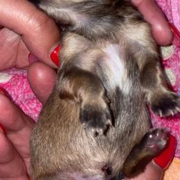 Maltese, Pomeranian, Shih Tzu, and Yorkshire Terrier Puppies from Gibbs Gorgeous Paws LLC