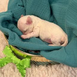 Toy male Maltipoo Green - Parti male Maltipoo puppy in Royse City, Texas from Cleveland's Poodles & Toy Maltipoo’s