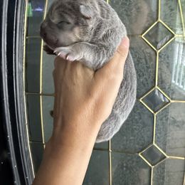 Blanche - Blue female Chinese Shar-Pei puppy in North Carolina from Amy Mahaffey's Chinese Shar-Pei