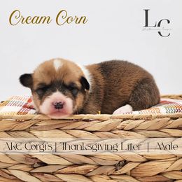 Cream Corn - Red male Pembroke Welsh Corgi puppy in Pine Village, Indiana from NL Horsemanship