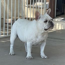 French Bulldogs from Cabry French Bulldogs