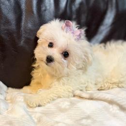 Lu Lu - White female Maltese puppy in Lancaster, South Carolina from 3 Bs Havanese-PUPPIES with  PURPOSE