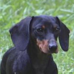 Dachshunds and Whippets from Pipers Whippets and Dachshunds