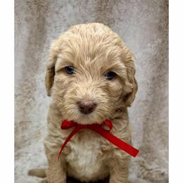 Serenity - Caramel cream female Australian Labradoodle puppy in Upland, California from Kings Labradoodles