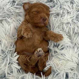 Leia - Red female Cavapoo puppy in Hayden, Alabama from Agape Southern Farms