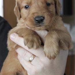 Lava Boy 3 - Dark golden male Golden Retriever puppy in Fort Morgan, Colorado from Golden Girls Kennels, LLC