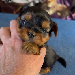 Male traditional Yorkie - Black and tan male Yorkshire Terrier puppy in Des Moines, Iowa from Diamond Yorkshire Terriers