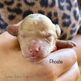 Phoebe - Apricot female Poodle puppy in Sedalia, Missouri from Farmer Brown's Puppies