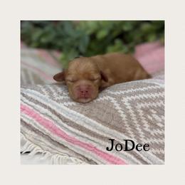 JoDee - Caramel female Australian Labradoodle puppy in Gladstone, Oregon from Beaver State Labradoodles