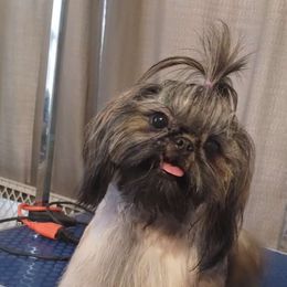 Lagertha - Shih Tzu