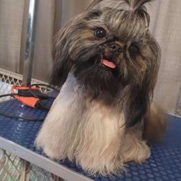 Lagertha - Shih Tzu