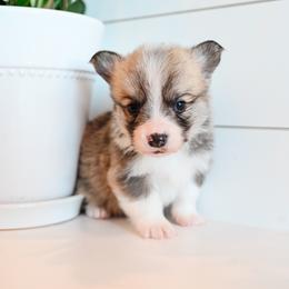 SLATE - Fawn male Pembroke Welsh Corgi puppy in Mona, Utah from Sorensen Corgis
