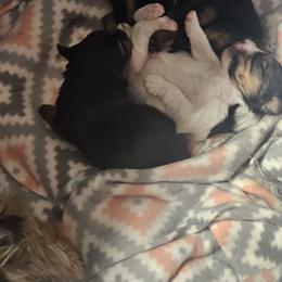 Yorkshire Terrier Puppies from Sonshine Yorkies