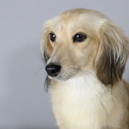 Holly - Dachshund