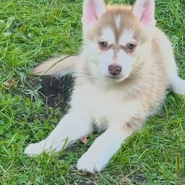 Girl4 - Chocolate female Pomsky puppy in Bolton, Connecticut from Elle Pomsky