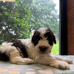 Phil - Parti male Miniature Schnauzer puppy in Clover, South Carolina from Bobo’s Babies Kennels
