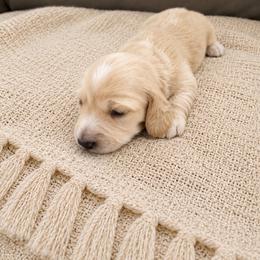 Vanilla - Cream female Dachshund puppy in Modesto, California from Doxie Lux