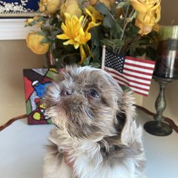 Boy 2 Rocky - Liver and white Shih Tzu puppy in Troy, Michigan from "Shihtzu Best Friend"