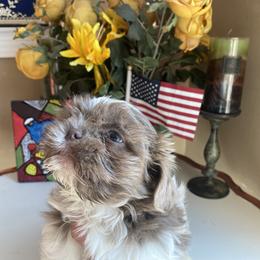Boy 2 Rocky - Liver and white Shih Tzu puppy in Troy, Michigan from "Shihtzu Best Friend"