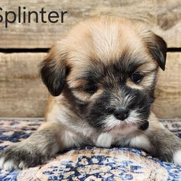 Splinter - Brown male Lhasa Apso puppy in Jefferson, New York from Absolute Lhasa Love