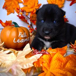 Siberian Husky Puppies from SouthernBell Siberian Huskies