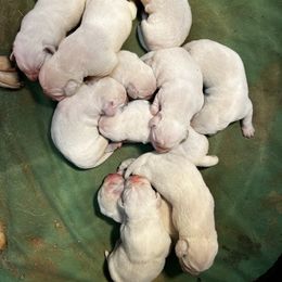 Labrador Retriever Puppies from Frost Creek Ranch