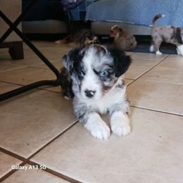 Blue - Blue merle male Miniature Australian Shepherd puppy in Middleburg, Florida from Dog Father Kennels