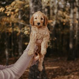 Luna - Apricot Goldendoodle puppy in Barnesville, Georgia from Bishop Doodles