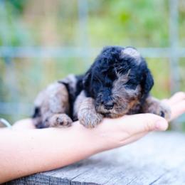 Black collar - Blue merle male Bernedoodle puppy in Spokane, Washington from Doodle Love