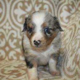 Breeze - Blue merle male Miniature Australian Shepherd puppy in Licking, Missouri from Burnett Aussies