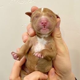 GOLD - Red male Bernedoodle puppy in Mapleton, Utah from Natural Doodle Life