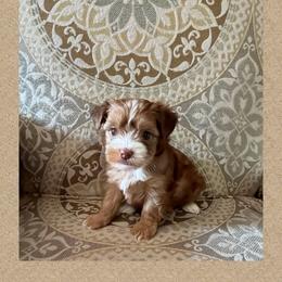 AKC Rainy - Chocolate, tan and white female Yorkshire Terrier puppy in Bonney Lake, Washington from Enchanted Yorkies