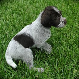 Tibetan Spaniels and Wirehaired Pointing Griffons from Timoria Kennels