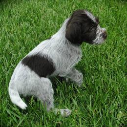 Tibetan Spaniels and Wirehaired Pointing Griffons from Timoria Kennels