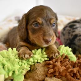 Winston AKC - Chocolate and tan male Dachshund puppy in De Land, Florida from Pretty Painted Mini Doxies