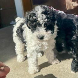 Brando - Black male Poodle puppy in Caldwell, Idaho from Leila Pearson
