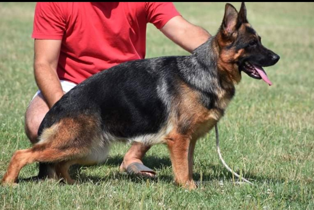 Telia - German Shepherd