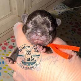 Jessie - Tricolors female French Bulldog puppy in Strunk, Kentucky from Waters Edge French Bulldogs LLC