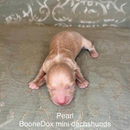 Pearl - Cream female Dachshund puppy in Lexington, Oklahoma from BooneDox Miniature Dachshunds