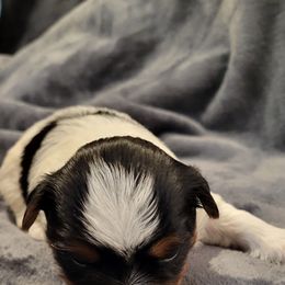 Biewer Terrier Puppies from Dignity Farms
