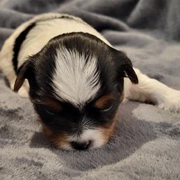 Biewer Terrier Puppies from Dignity Farms