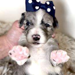 Bernedoodle, Cavapoo, and Goldendoodle Puppies from Blackberry Farm Puppies