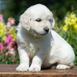 Lola - Light golden female Golden Retriever puppy in Saint Joe, Indiana from Golden Acres Farm