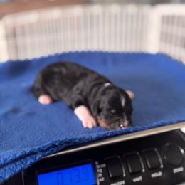 Boy 5 - male Australian Mountain Doodle puppy in Decatur, Illinois from Signature Doodles