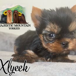 Xyleek - Black and gold male Yorkshire Terrier puppy in Baker, West Virginia from Majestic Mountain Yorkies