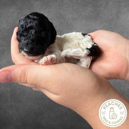 Chip - Parti male Labradoodle puppy in Kingman, Arizona from The Dood Ranch