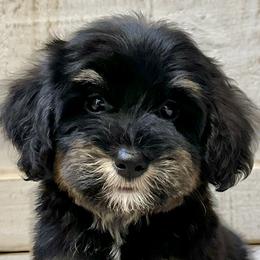 Bernedoodles, Goldendoodles, and Havapoos from Kruger Doodles